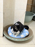 疯狂的主人 猫抓板窝超大号猫玩具猫爪板猫抓盆不掉屑猫窝碗形圆形瓦楞纸 实拍图