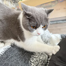 BOTH 羊奶猫布丁 猫零食果冻 猫奶酪羊奶猫湿粮 50粒(1大桶） 实拍图