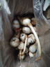 云南新鲜现挖白茨菇野生马蹄菇燕粉糯慈姑火锅蔬菜 带箱2斤大果 实拍图