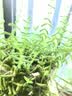 歌迪恩（Goldenfern） 全脂奶粉新西兰进口成人青少年学生中老年高钙牛奶粉1kg袋装 实拍图