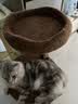 兽牌云端实木猫爬架小户型猫架带窝猫咪抓柱猫架子猫树猫窝猫抓板一体 小树屋【实木柱+大窝】 实拍图