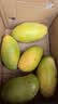 庾丰 海南芒果 新鲜水果生鲜整箱当季大青皮金煌芒 热带孕妇玉芒果 10斤装(净果9斤)单果200g+ 实拍图