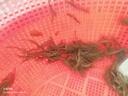 御恒春日照绿茶2026新茶春茶散装袋装茶叶特级浓香型板栗香特产绿茶 500g送赠品6选一 实拍图