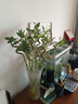 花翁富贵竹水培绿植招财转运室内客厅水养花卉盆栽植物文昌竹源头直发 实拍图