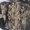 百年木仓中粮中茶湖南安化黑茶 茯砖茶手工金茯1kg 茶叶自己喝 实拍图