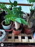 发财树盆栽大植物室内办公室桌面客厅小盆景招财树苗绿植花卉盆栽 小单杆发财树 2-3cm【原盆】 【送肥料】 实拍图