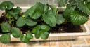 北蔬甜宝草莓苗盆栽四季结果带土秧苗 甜宝盆栽草莓苗3盆源头直发包邮 实拍图