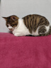 亿迪猫粮全价成猫幼猫冻干全阶段5斤布偶蓝猫英短橘猫通用小包装2.5kg 实拍图