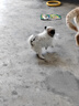 好主人狗粮 全犬种通用幼犬粮2.5kg泰迪金毛拉布拉多比熊天然粮5斤/20斤 全犬种幼犬粮5斤 实拍图