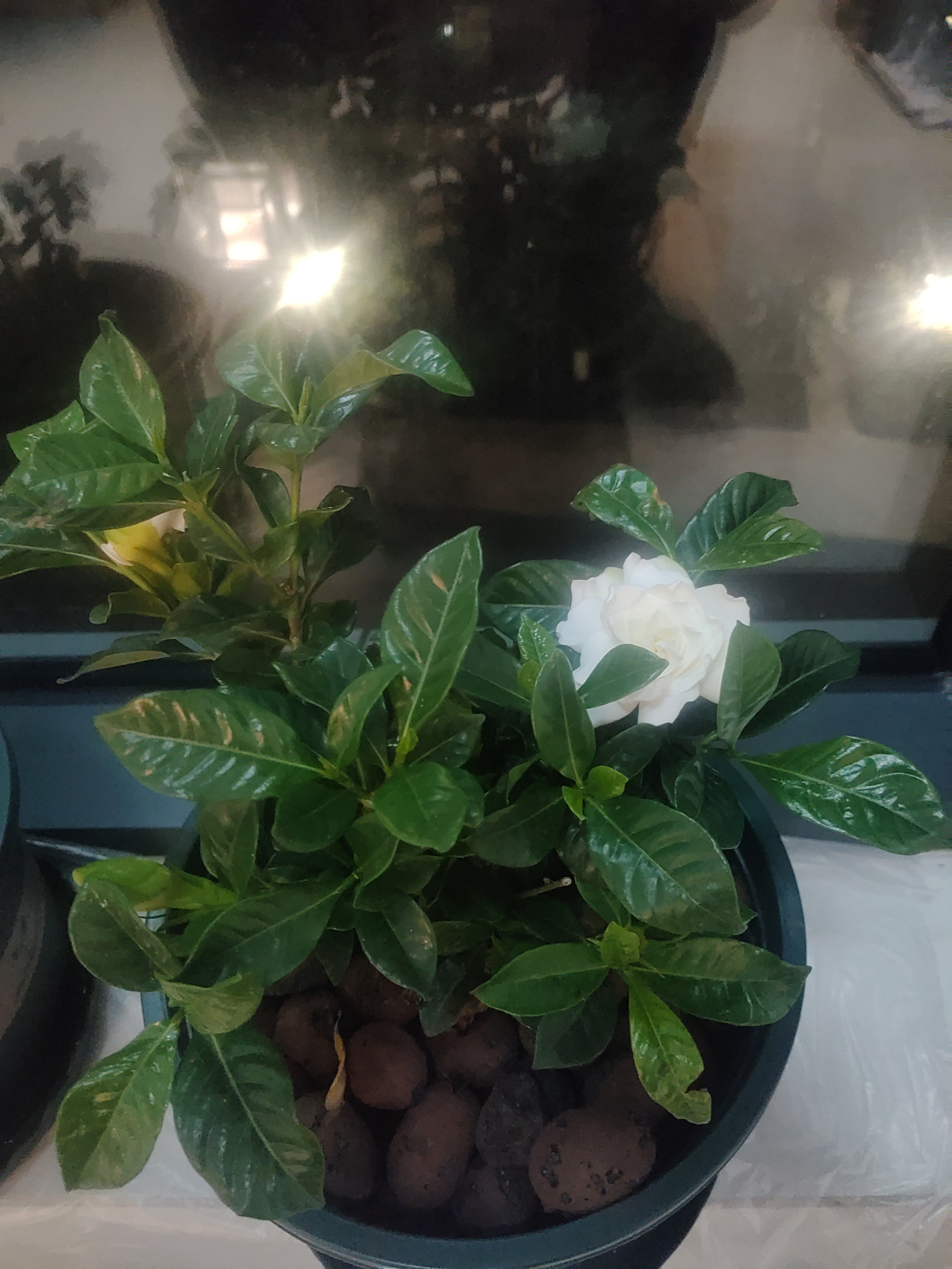 意轩 【带花苞】阳台室内盆栽花卉栀子花树苗大叶绿植四季开花枝子花 2年苗【带花苞】 不含盆 实拍图