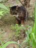 【现货当日发】赛瑞宁片狗用止吐片宠物猫咪狗狗晕车呕吐黄水白沫腹泻便血调理肠胃宠物西咪替丁药 赛瑞宁16mg 4片*1盒 【整盒刮码】 实拍图