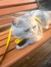 欢宠网猫咪牵引绳猫绳胸背带遛猫绳溜猫绳子背心宠物防挣脱逃脱背带链子 实拍图