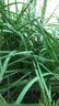 北蔬韭菜根苗紫根老品种四季带肥 紫根韭菜根80-100棵+肥源头直发包邮 实拍图