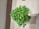 【限时秒杀】小叶赤楠盆景植物办公花卉基地直销批发绿植盆栽室内 赤楠+方形山水盆+苔藓+底座 实拍图