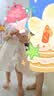凡猎女童连衣裙夏装2026新款儿童公主裙旗袍汉服宝宝周岁礼服夏季 实拍图