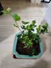 茉莉花苗盆栽带花苞九里香老桩驱蚊花卉植物室内浓香四季开花好养 大份茉莉花【4-6颗】花苞饱满 不含盆 实拍图