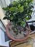 独杆棒棒糖栀子花盆栽四季植物阳台花卉开花绿植带花苞老桩大树苗 【推荐款】独杆大叶40-55高（当年开花）+肥无盆 晒单实拍图