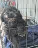 腆宠狗笼猫笼 狗笼子中小型犬带厕所幼犬狗窝猫笼子大号家用围栏兔笼 实拍图