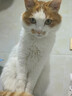 好主人（CARE）金装好主人猫粮2.0 成猫幼猫蓝猫英短通用【试吃装】金装成猫400g 实拍图