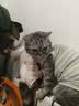 好主人（CARE）猫粮成猫通用全价无谷冻干【体态管理】鸡鱼味 成猫粮360g 实拍图