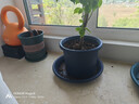 爱丽思花盆塑料圆形树脂多肉花盆种花种菜盆绿萝爱丽丝 浅绿口径20.3cm 实拍图