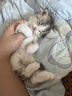 凯锐思猫粮7岁以上天然老年期猫粮全价猫粮1.5kg 实拍图
