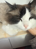 ERGOBABY宠物狗狗猫咪剃脚毛器剃毛修剪器小狗猫爪脚毛掌指缝逗猫神器 实拍图