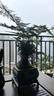 花行榜文竹盆栽绿植物室内客厅中式禅意盆景办公室摆件高端花卉源头直发 实拍图