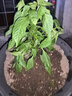 好来(原黑人)竹炭小苏打薄荷牙膏 清新口气密泡亮白净齿6支共500g 实拍图