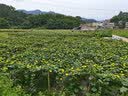 梵花恋歌永生花独角兽玫瑰花礼盒结婚生日七夕情人节礼物送女生女友老婆 【礼盒礼袋】40厘米皇冠天使粉520礼盒灯组装好 实拍图