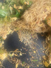 荣事达（Royalstar）电炒锅 智能蜂窝钛涂层内胆电火锅带蒸笼 电蒸锅 电煮锅多功能大功率炒菜锅4.5L DCG04F4 实拍图