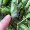 新鲜豌豆四川带壳青豆角水果甜豆荚农家蔬菜 四川新鲜青豌豆荚净重5斤 实拍图
