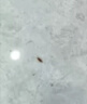初蔓蟑螂药特效强力全窝端虫卵双杀日本灭除蟑螂神器呋虫胺蟑螂诱饵盒 【连环灭杀】呋虫胺蟑螂药*12枚 东来超市热销同款蟑螂药TOP榜 实拍图