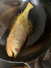三都港 洄游季带籽黄花鱼净重1.1kg/条 大黄鱼 海鱼 生鲜鱼类 海鲜水产 实拍图
