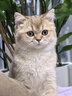玫斯（metz）猫粮无谷天然猫粮成猫幼猫全阶段鲜肉孕猫全价奶糕猫粮 全猫粮体验装50g 实拍图
