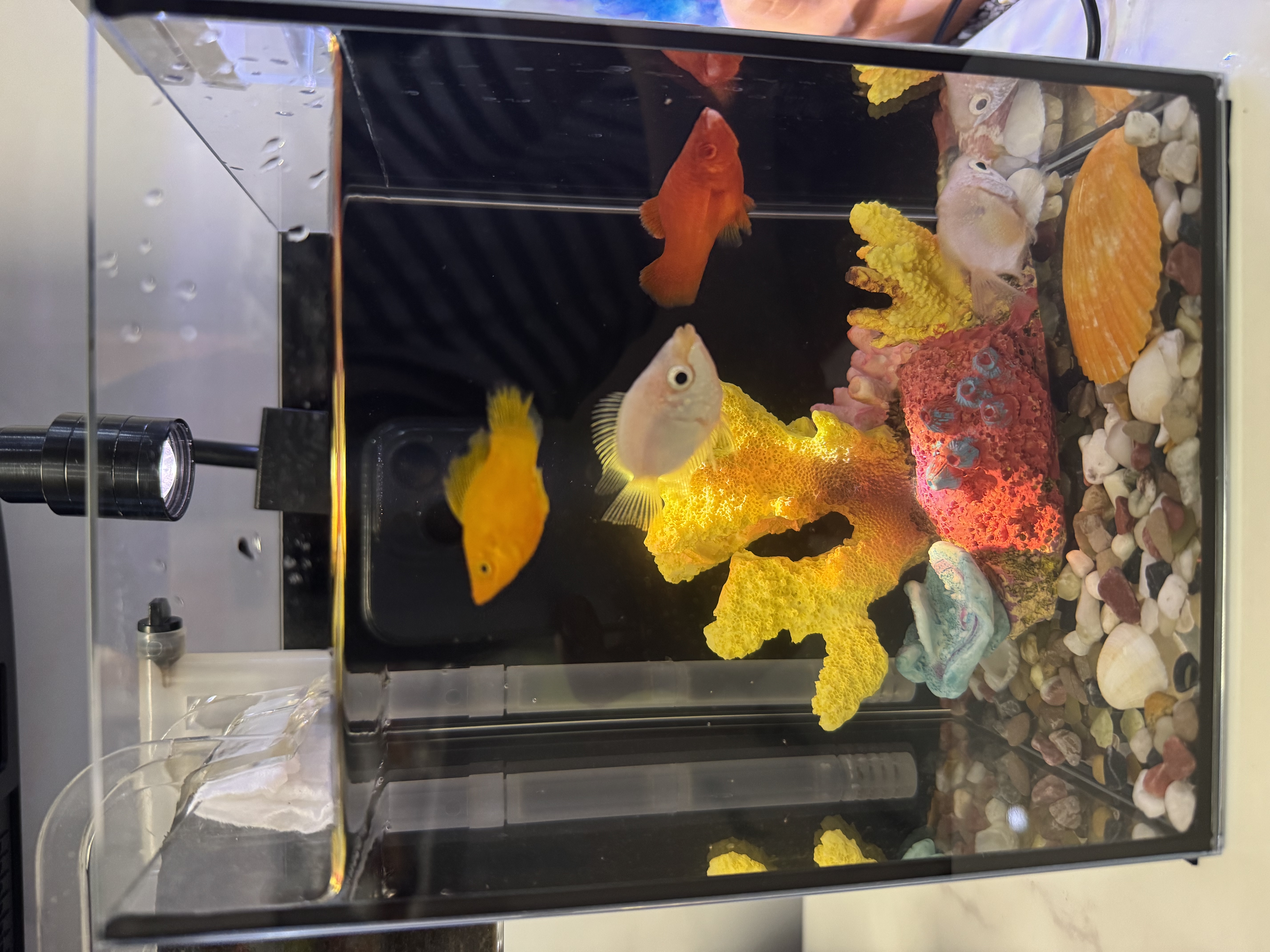 异景园 仿真珊瑚礁石鱼缸造景假山贝壳假珊瑚鱼缸装饰水族箱海水缸摆件 实拍图