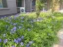 ALittleFlower【全网热销500W+防窥膜】适用iPhone17防窥钢化膜苹果17手机防偷窥膜苹果防摔抗指纹超薄高清全屏 实拍图