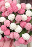 柏爱粉色玫瑰花束空调毯子生日礼物永生花礼盒七夕情人节实用毕业老师 实拍图