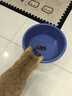 WOWO猫粮成猫 冻干生骨肉全价猫干粮7.2斤 粗蛋白40%IGY黄金蛋白 实拍图