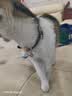 欢宠网猫项圈猫咪铃铛狗狗宠物驱虫除蚤圈除防跳蚤虱子颈脖圈用品 蓝色 实拍图