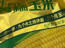 十月稻田 黄甜糯玉米 1.76kg+黑糯玉米1.76kg 早餐粗粮 实拍图