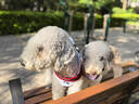 HELLOJOY狗狗零食大礼包960g成犬幼犬磨牙训练宠物零食福袋礼盒 1.92斤 实拍图