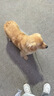 皇家狗粮 幼犬狗粮 犬粮 通用犬型 A3 通用粮 2-12月 8KG 实拍图
