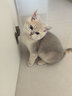 KimPets猫包外出便携宠物外出包猫咪狗狗手提袋斜挎背包猫笼子外带旅行包 防应激 茶色透气太空包-蛋黄派 L（建议0-12斤内宠物） 实拍图