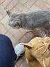 皇家幼猫奶糕猫粮 离乳期孕猫BK34通用粮 1-4月增强免疫亲肠胃助消化 BK34离乳期幼猫粮试用装50g*3（非卖品） 实拍图