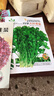 【亏本冲量】四季播种大叶香菜种子农家品种芫荽种籽阳台盆栽地栽 香菜种子【1包约500粒】 原厂封装 实拍图