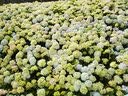 美康粉黛【陈立农同款】防晒喷雾SPF50+全身美白提亮防水汗教师节礼物50ml 实拍图