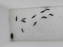鳜鱼苗桂花鱼苗淡水养殖食用翘嘴鳜大眼鳜斑鳜鱼肉食活体红纹鳜鱼 鳜鱼苗3-4厘米10条送1条防损 晒单实拍图