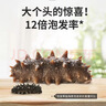 海晏堂 大连淡干海参 200g 47-62只辽刺参海参干货礼盒滋补年货送礼海鲜 实拍图