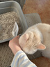 HELLOJOY猫砂铲猫咪铲屎神器猫盆猫屎铲子细小孔宠物猫沙器大号 实拍图